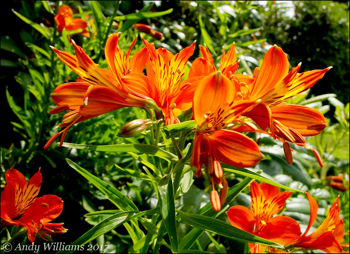 Alstroemeria