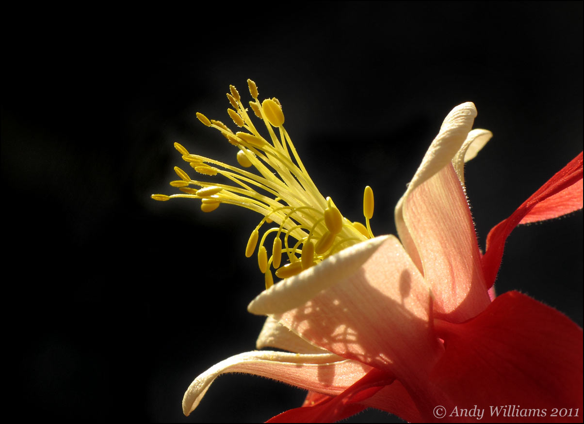 Aquilegia