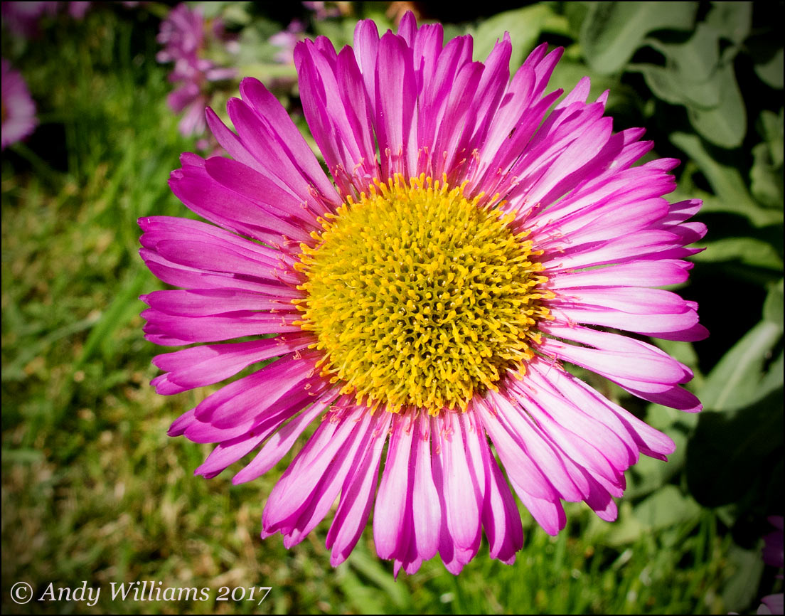 Beach Aster flower