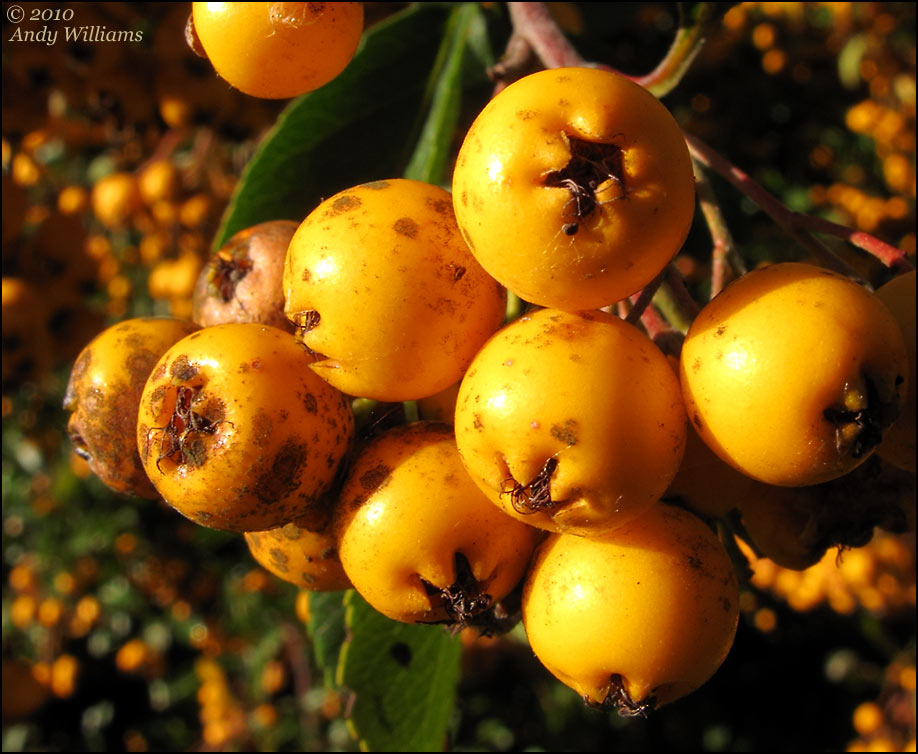 Berries, Walsall