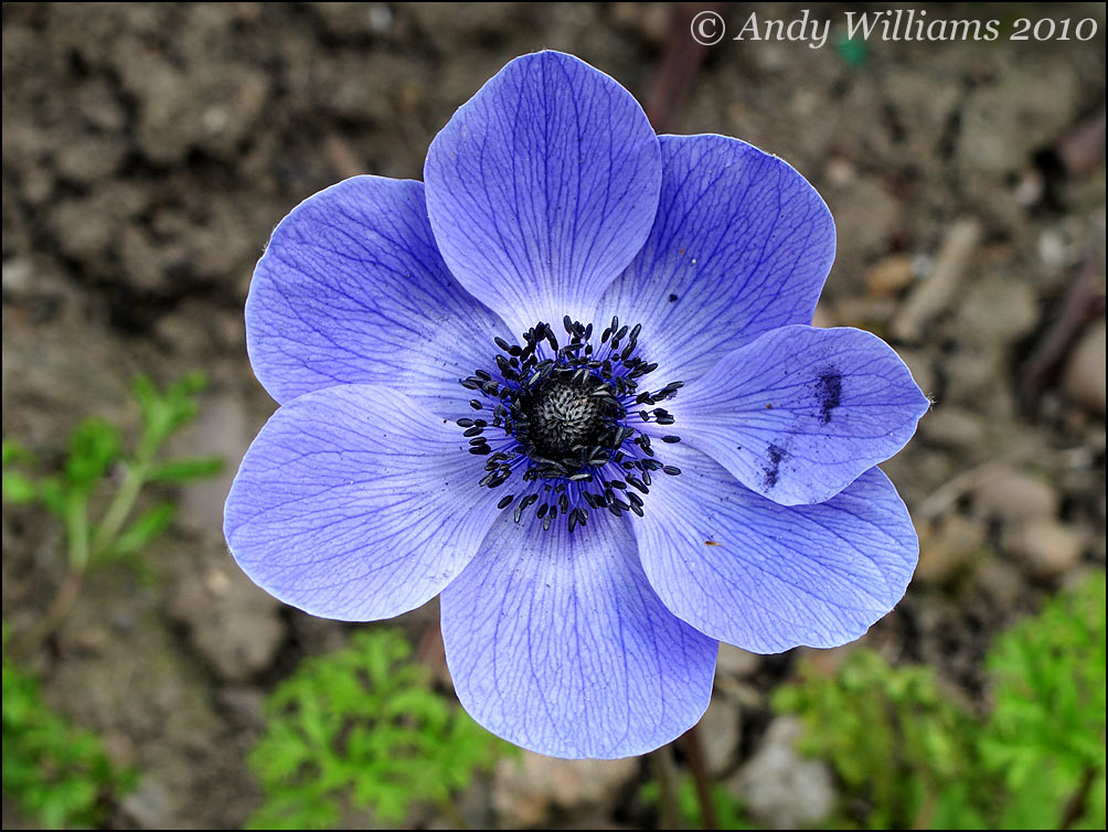 Blue Anemone
