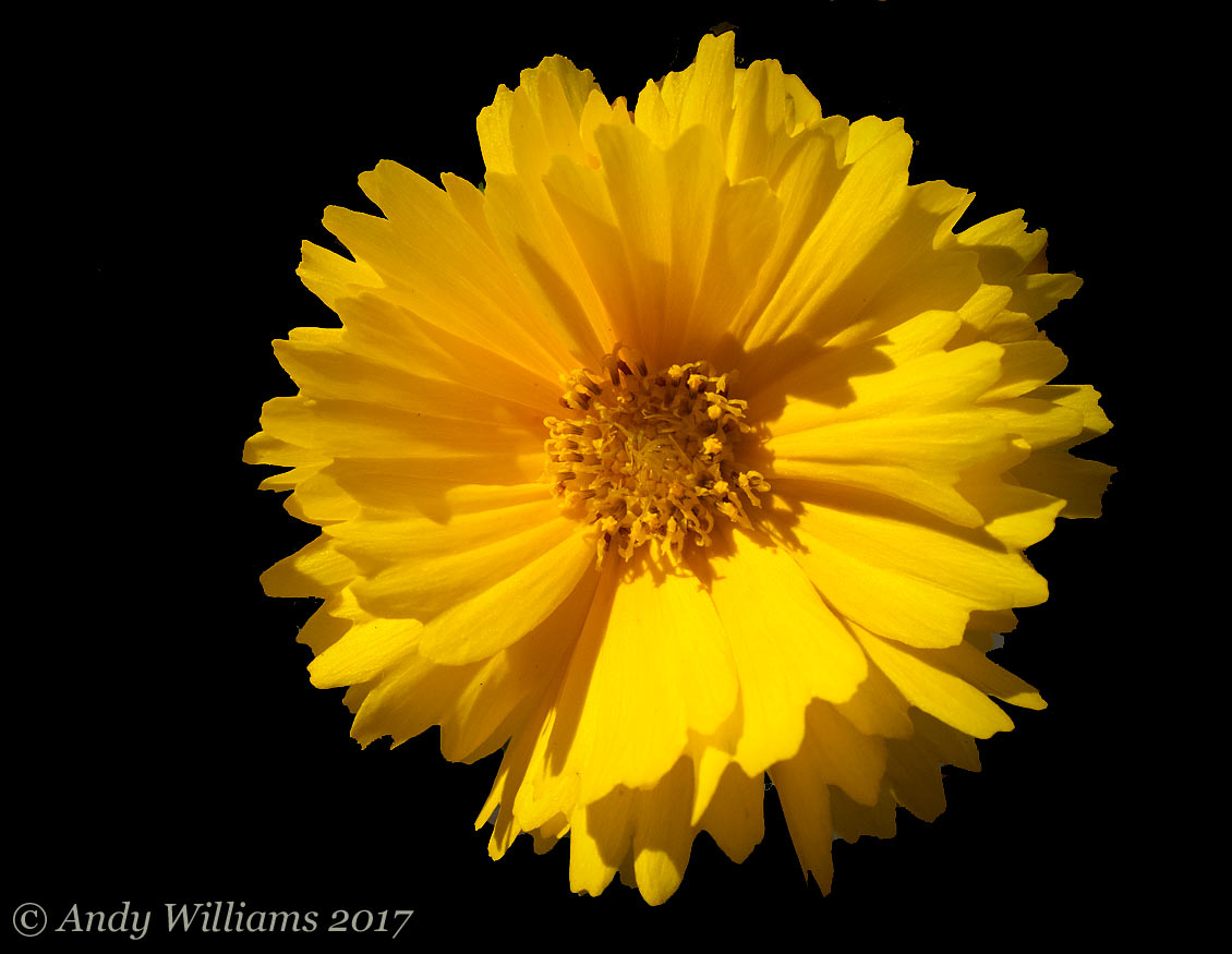 Coreopsis flower