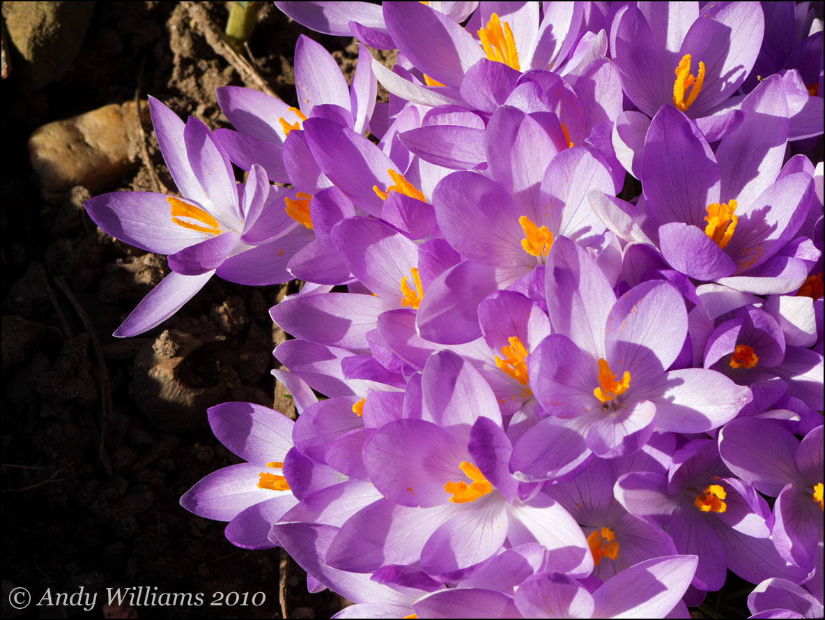 Purple crocus