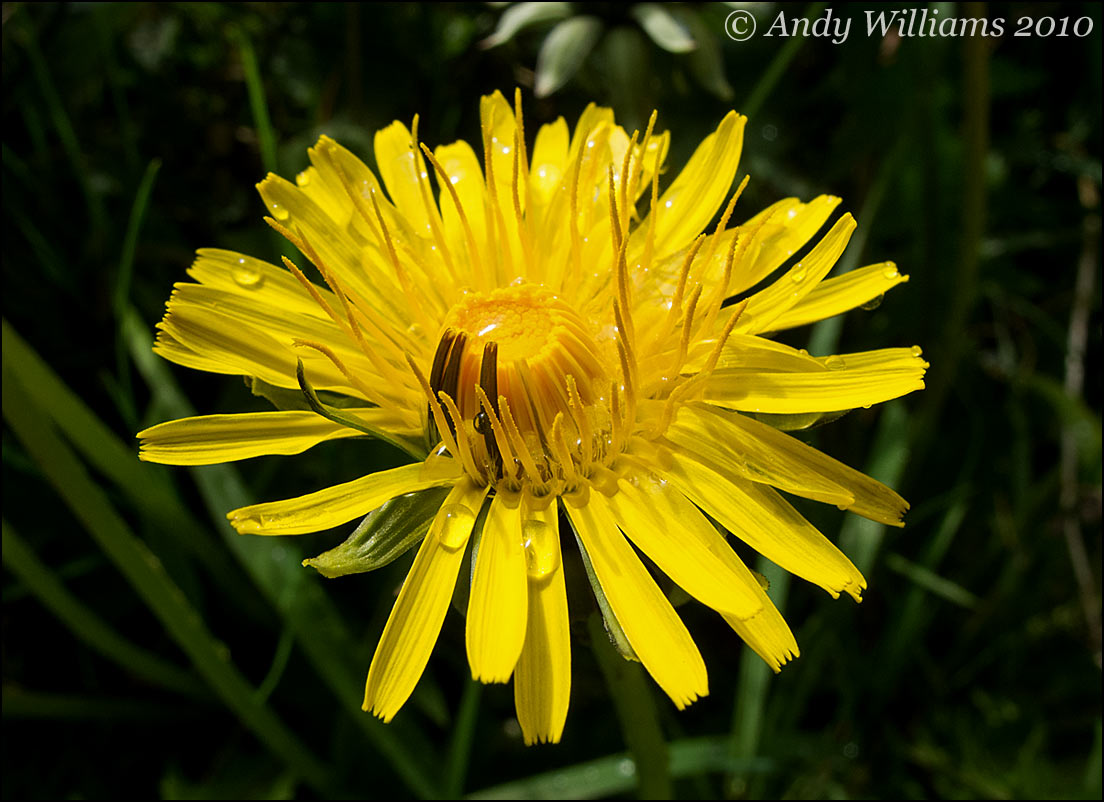 Dandelion