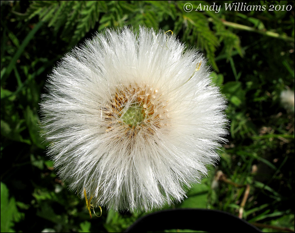 Dandelion seed head