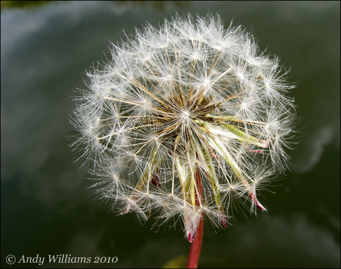 Dandelion seed head