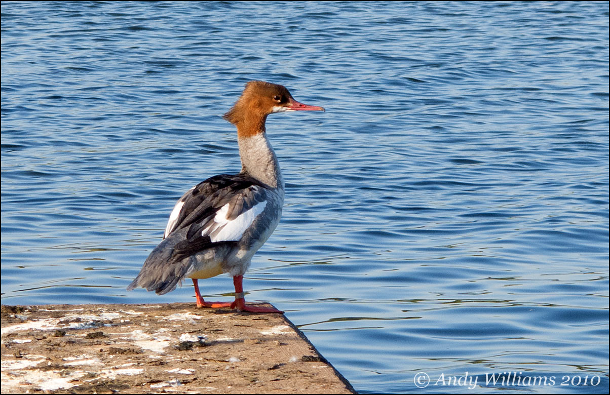 Goosander, Sandwell Valley