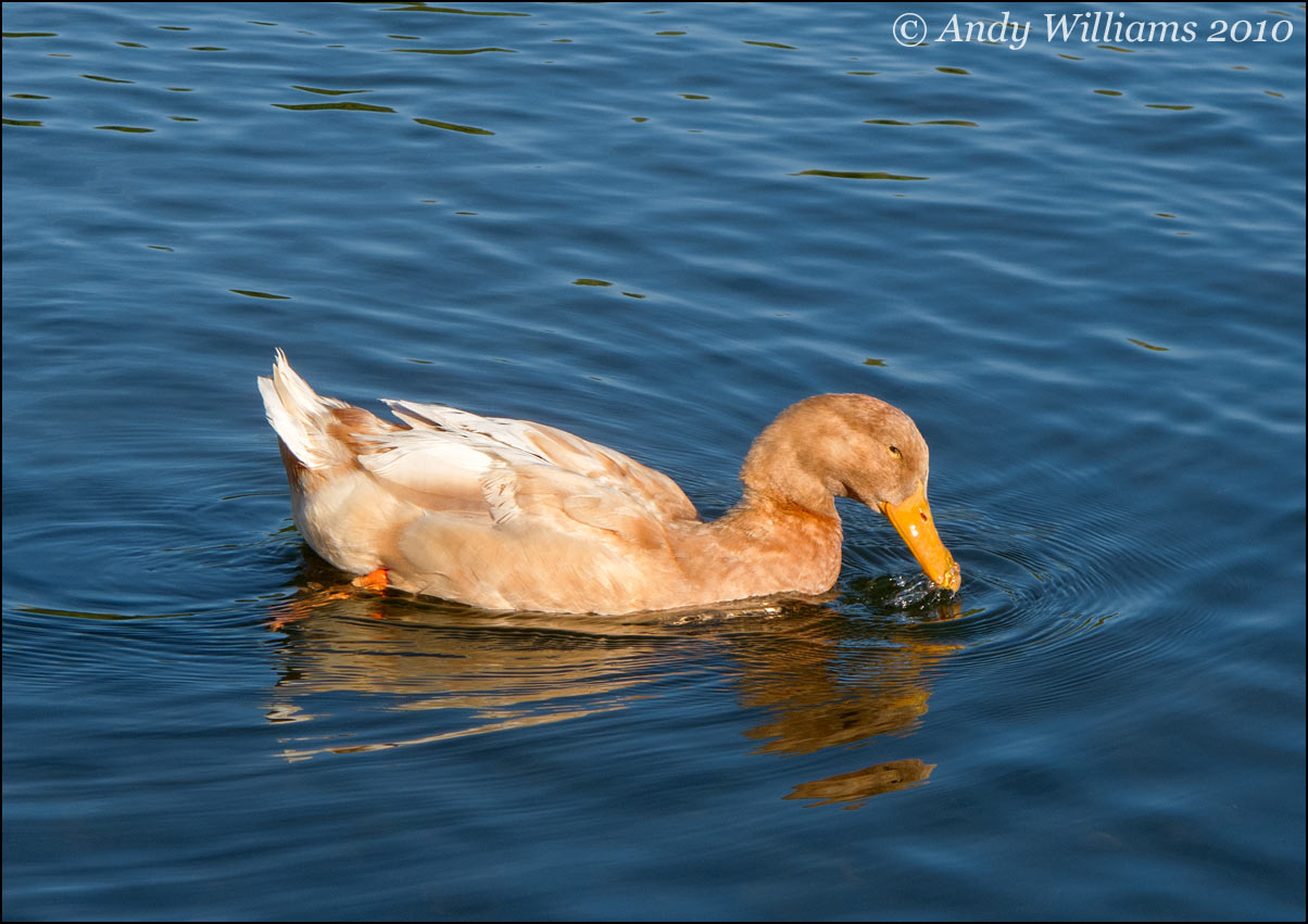 Goosander, Sandwell Valley