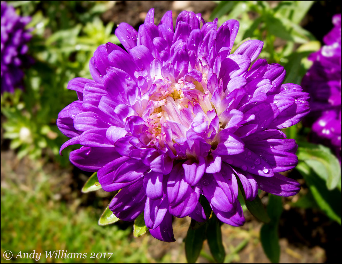 Dwarf Aster