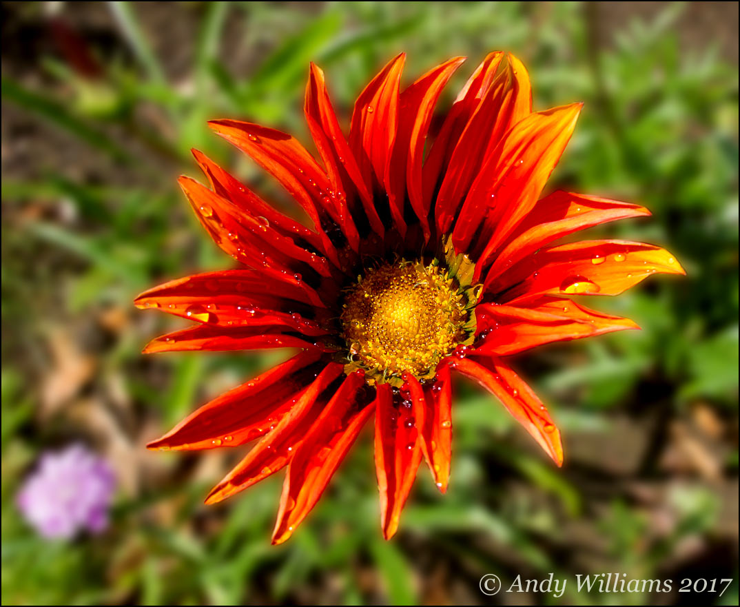Gazania