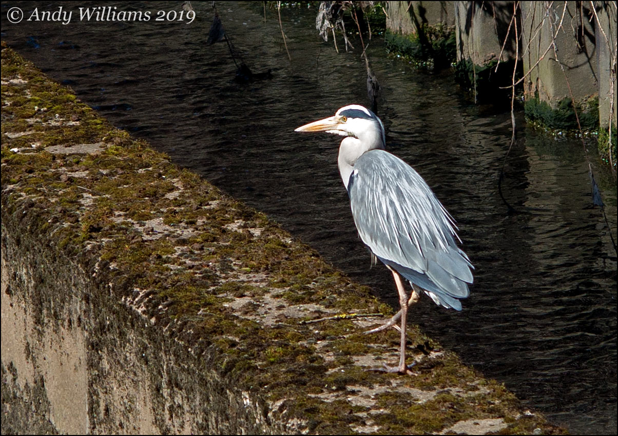 Grey heron, River Tame at Bescot