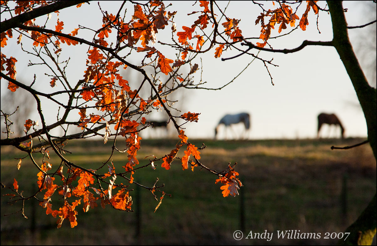 Horses, Wednesbury