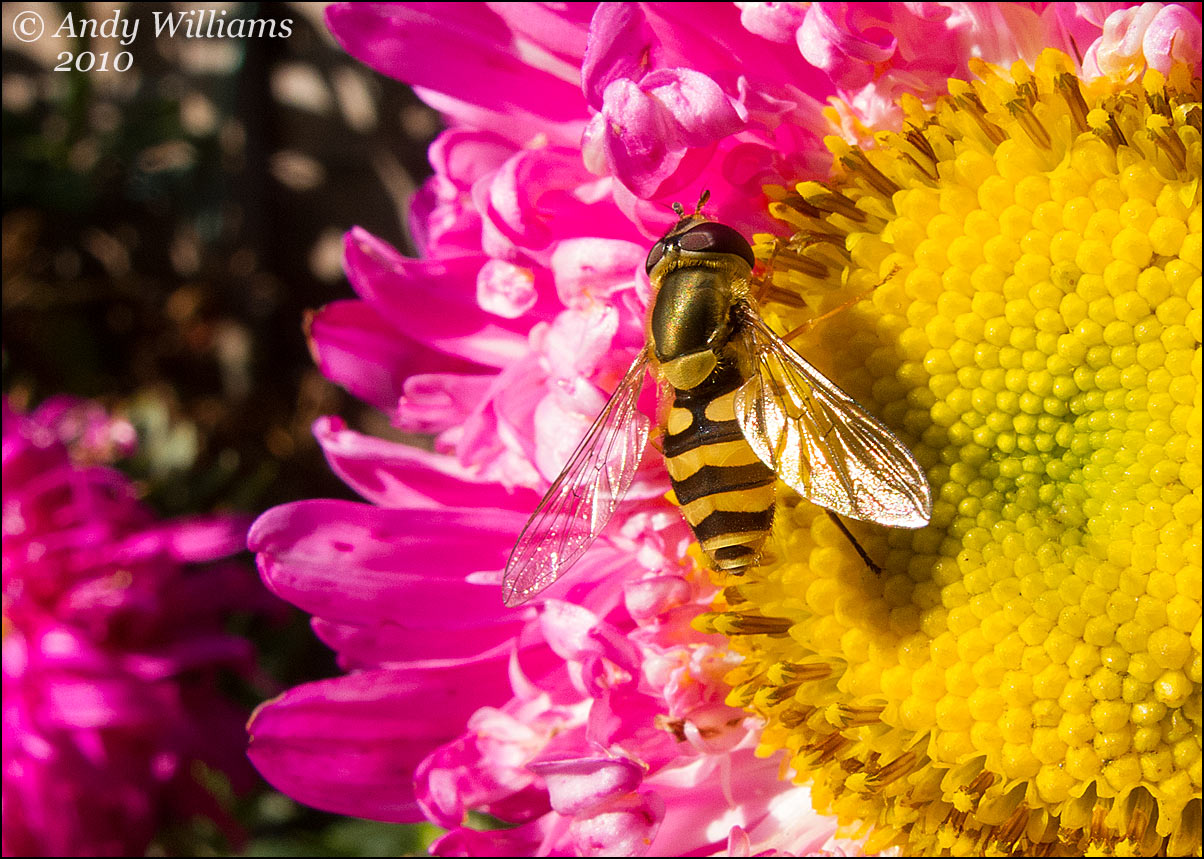 Hover fly