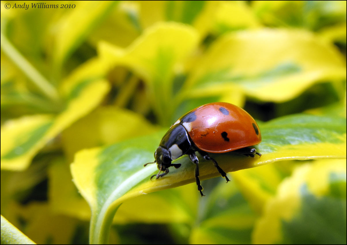 Ladybird
