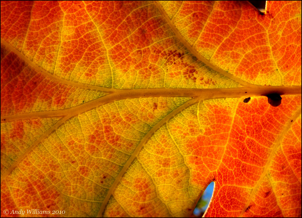Autumn leaf