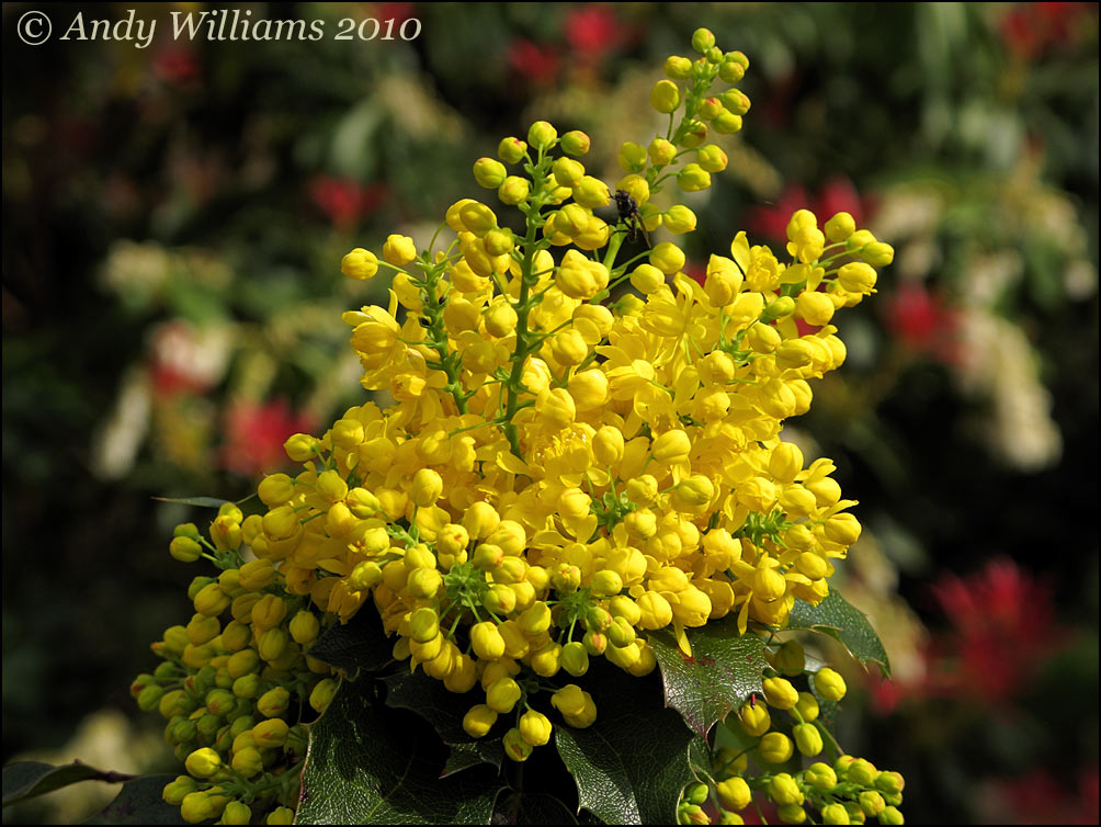 Mahonia