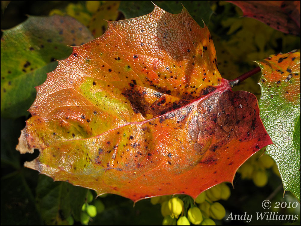 Mahonia leaf
