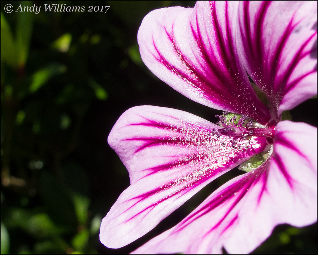 Malva flower