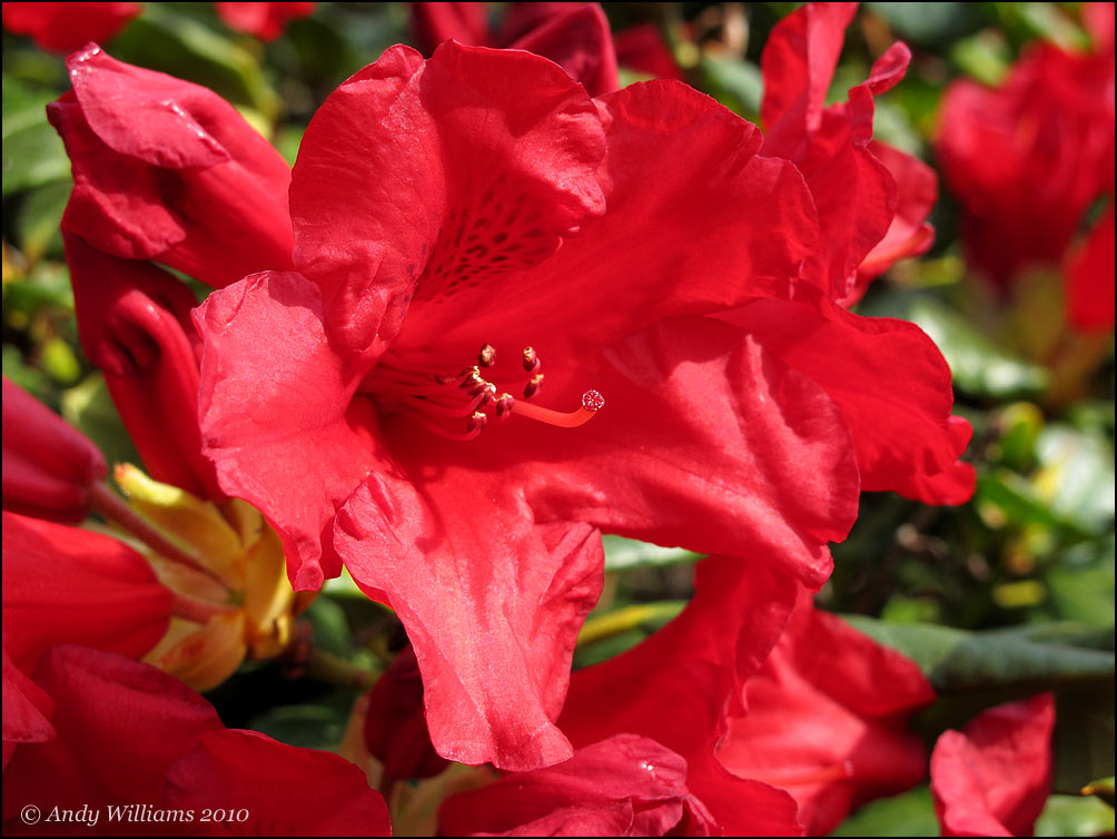 Rhododendron