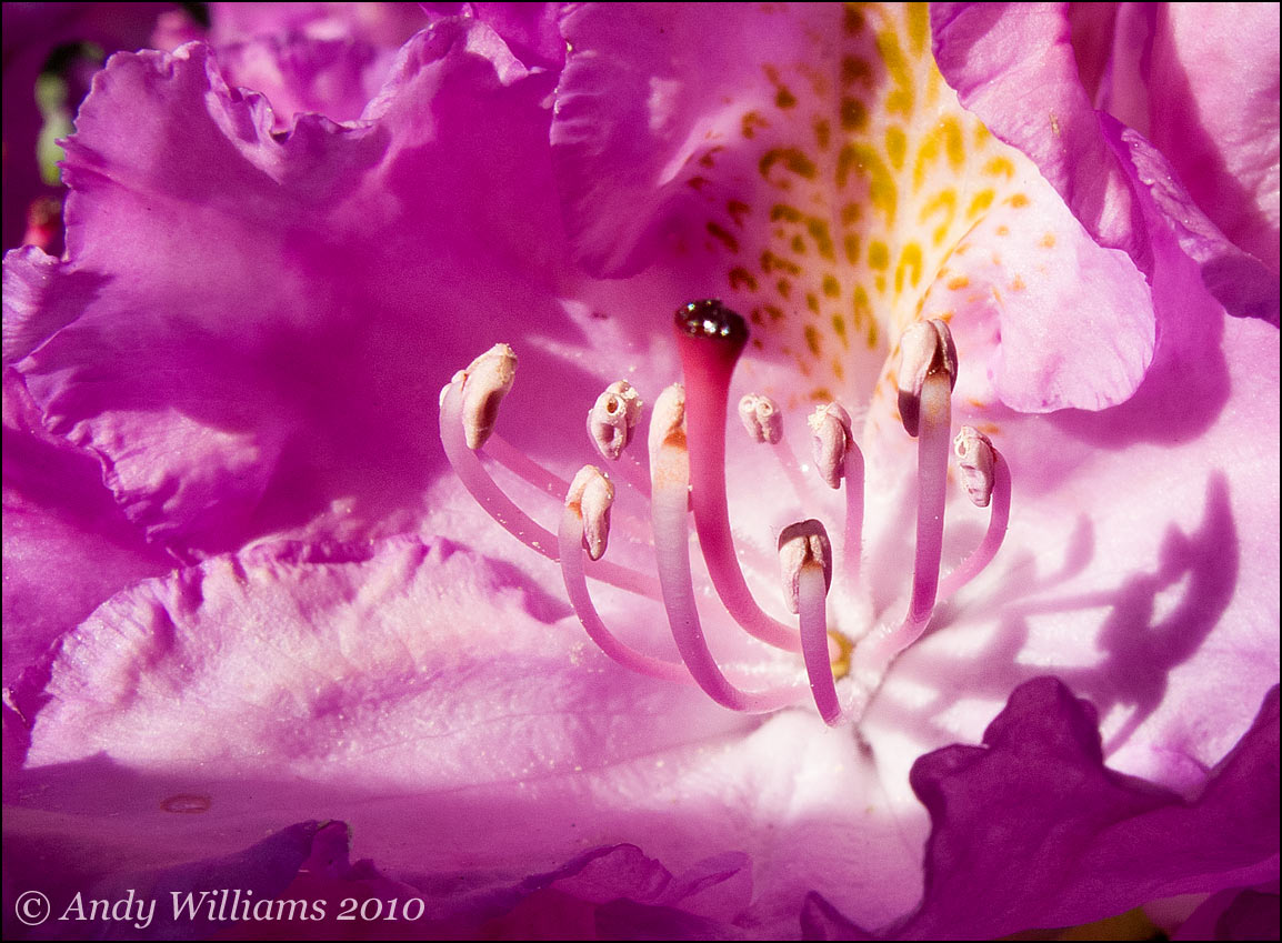 Reproductive parts of a rhododendron
