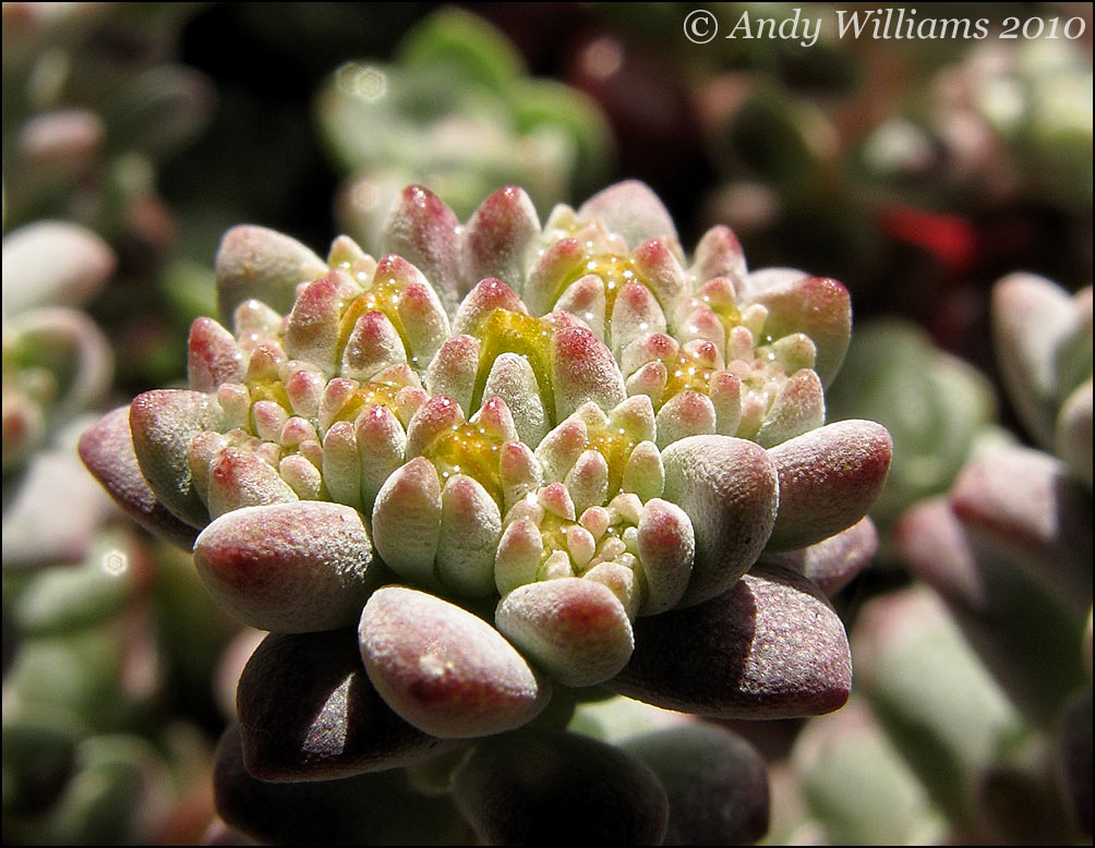 Sedum