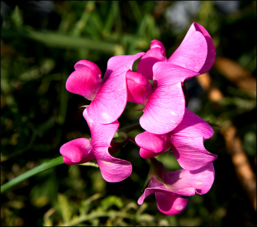 Sweet Pea flower