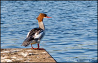 Goosander, Sandwell Valley