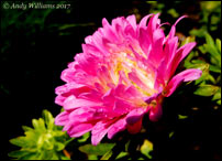 Dwarf Aster