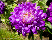 Dwarf Aster