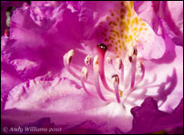 Rhododendron